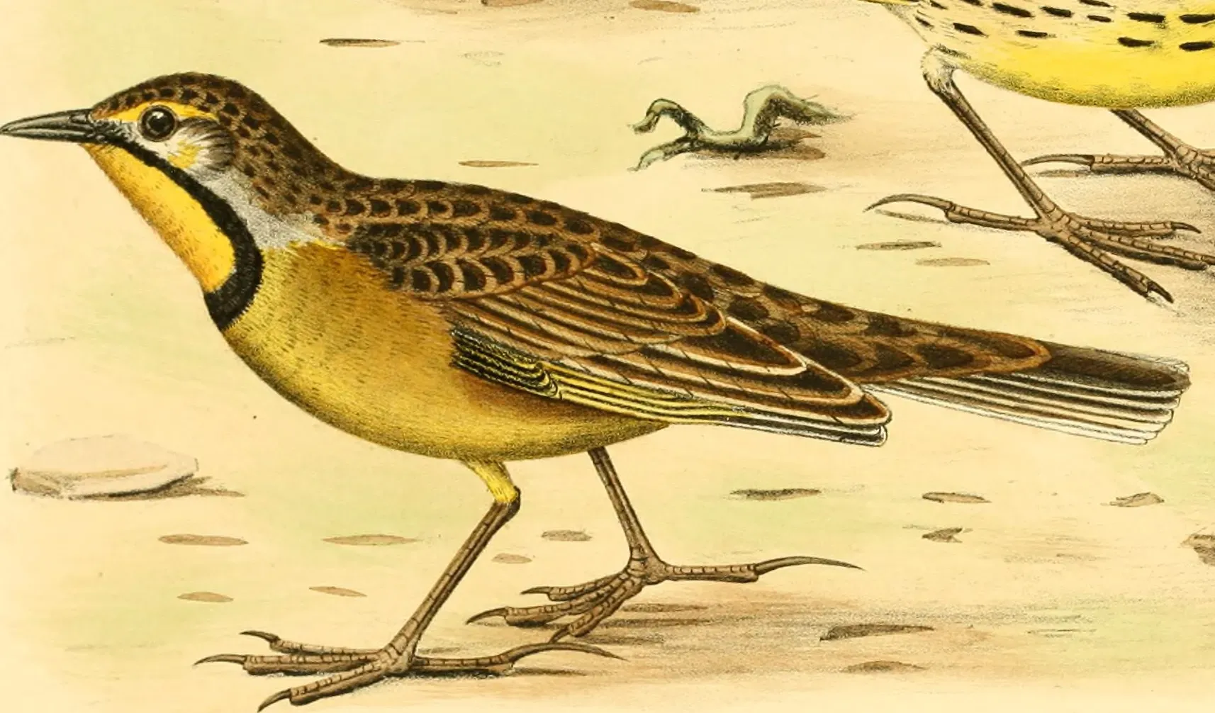 File:Macronyx fuelleborni from Die Vögel Afrikas (1902) (20956849031).jpg