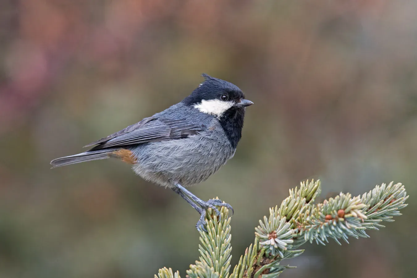 File:Periparus rubidiventris, Garze Tibetan Autonomous Prefecture, Sichuan 1.jpg