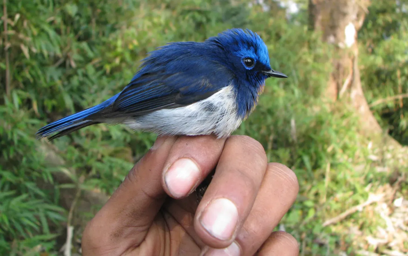 File:Ficedula sapphira (cropped).jpg