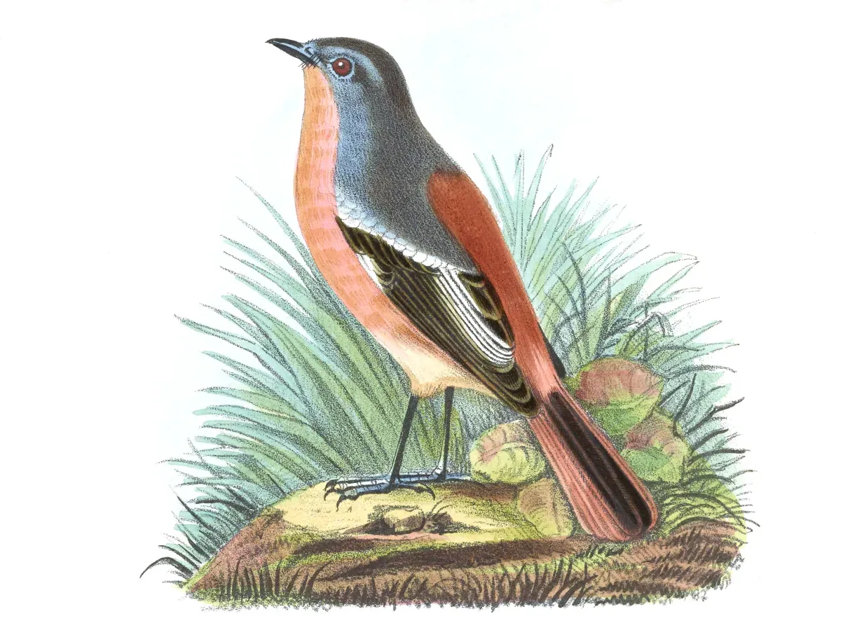 File:Phoenicurus alaschanicus (cropped).JPG