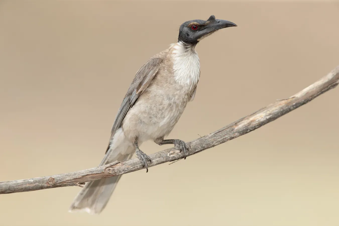 File:Philemon corniculatus 2 - Glen Davis.jpg