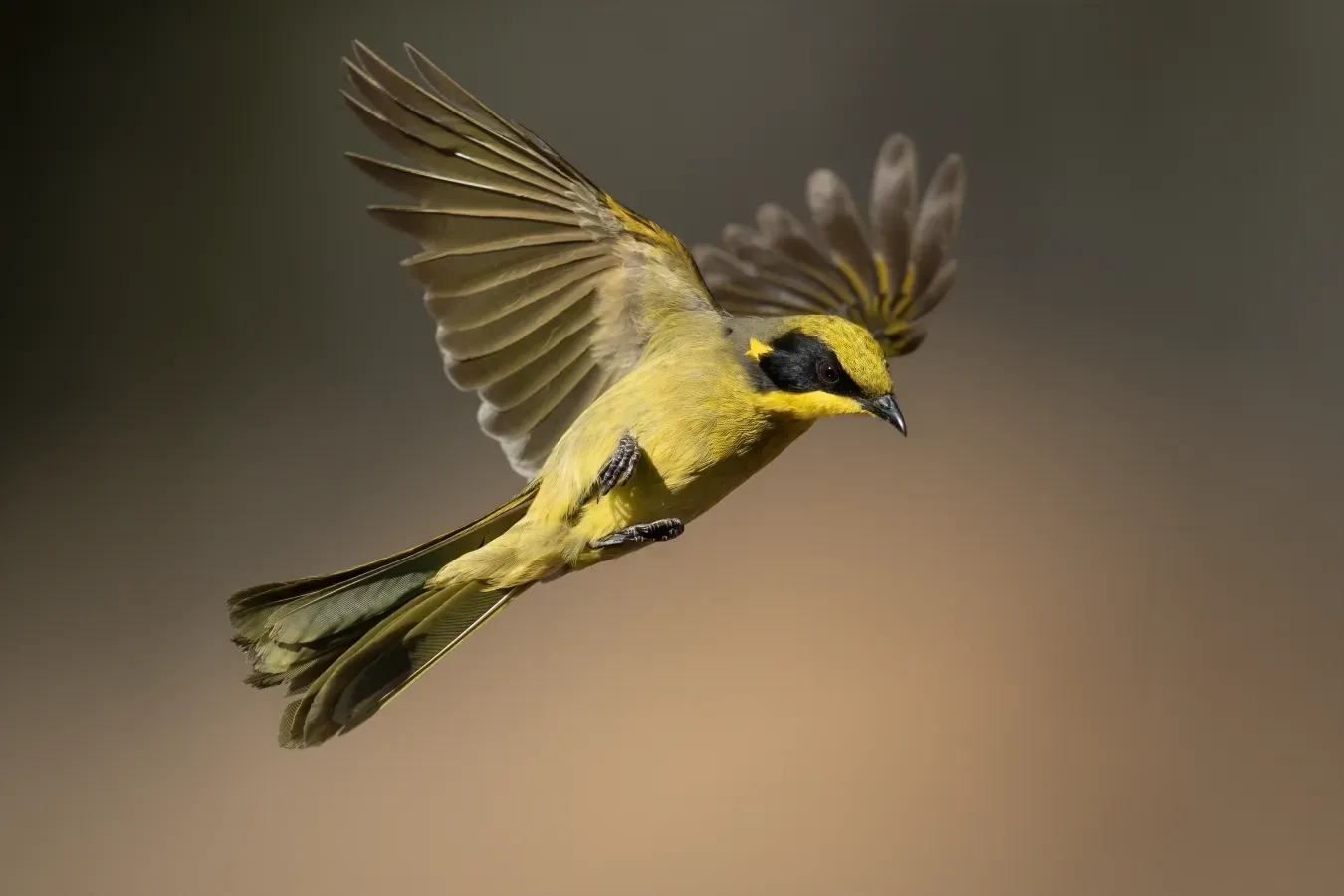 File:Lichenostomus melanops - Glen Alice.jpg