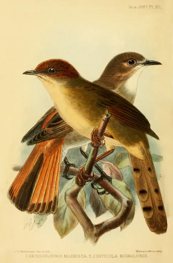 File:Bessonornis modesta & Cisticola nigriloris, Keulemans.jpg