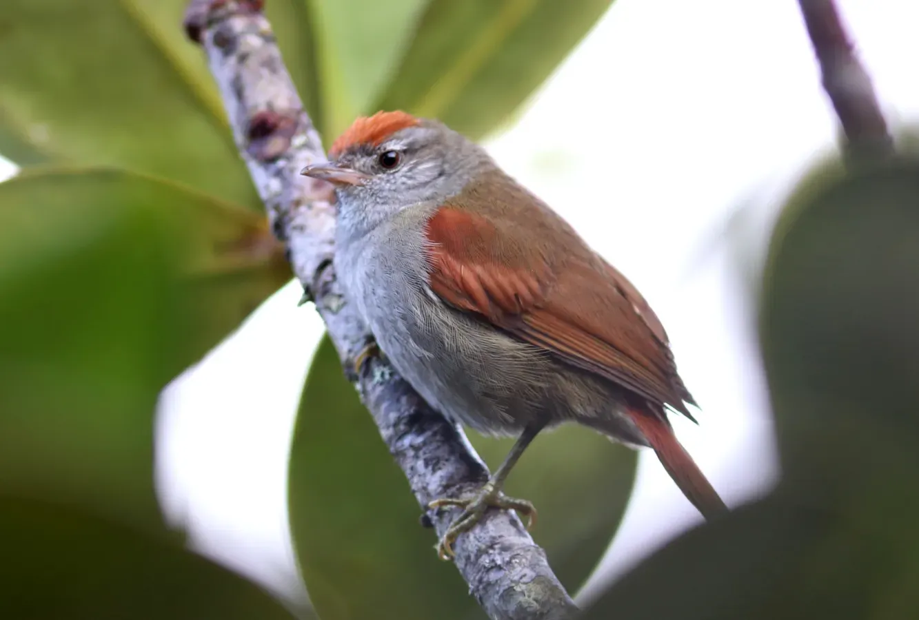 File:Cranioleuca demissa - Tepui Spinetail; Mount Roraima, Venezuela.jpg