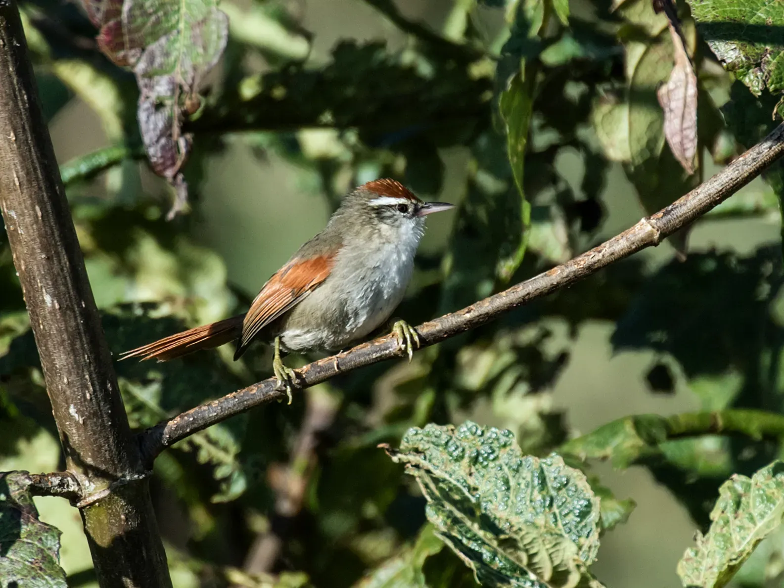 File:Cranioleuca antisiensis baroni - Line-cheeked (Baron's) Spinetail.jpg