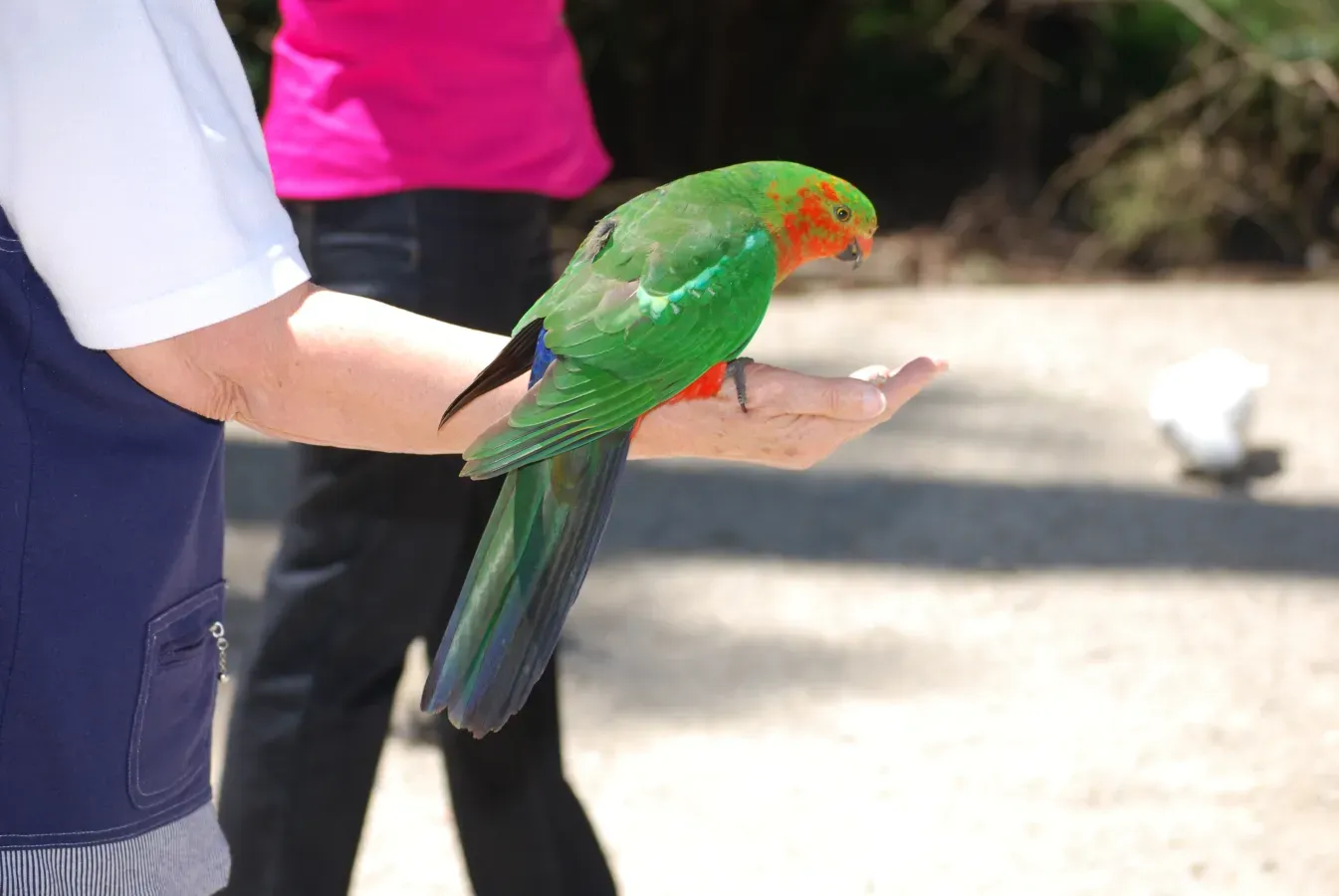 File:Alisterus chloropterus -Grant's Picnic Ground -feeding from hand-8.jpg