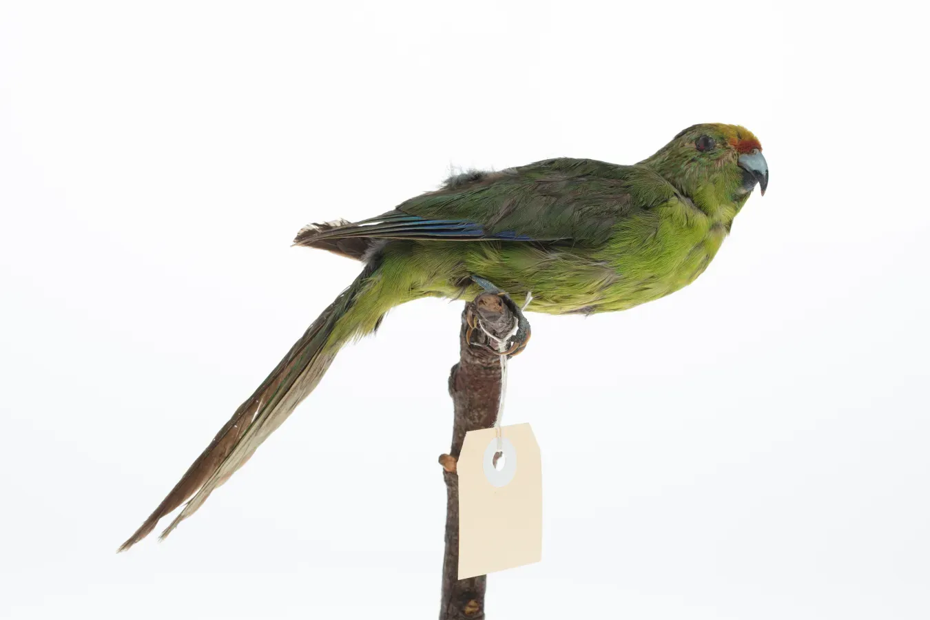 File:Cyanoramphus auriceps (AM LB13873-1).jpg