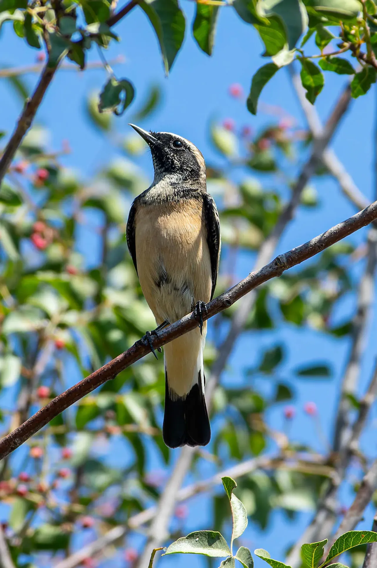File:Cyprus wheatear (Oenanthe cypriaca).jpg