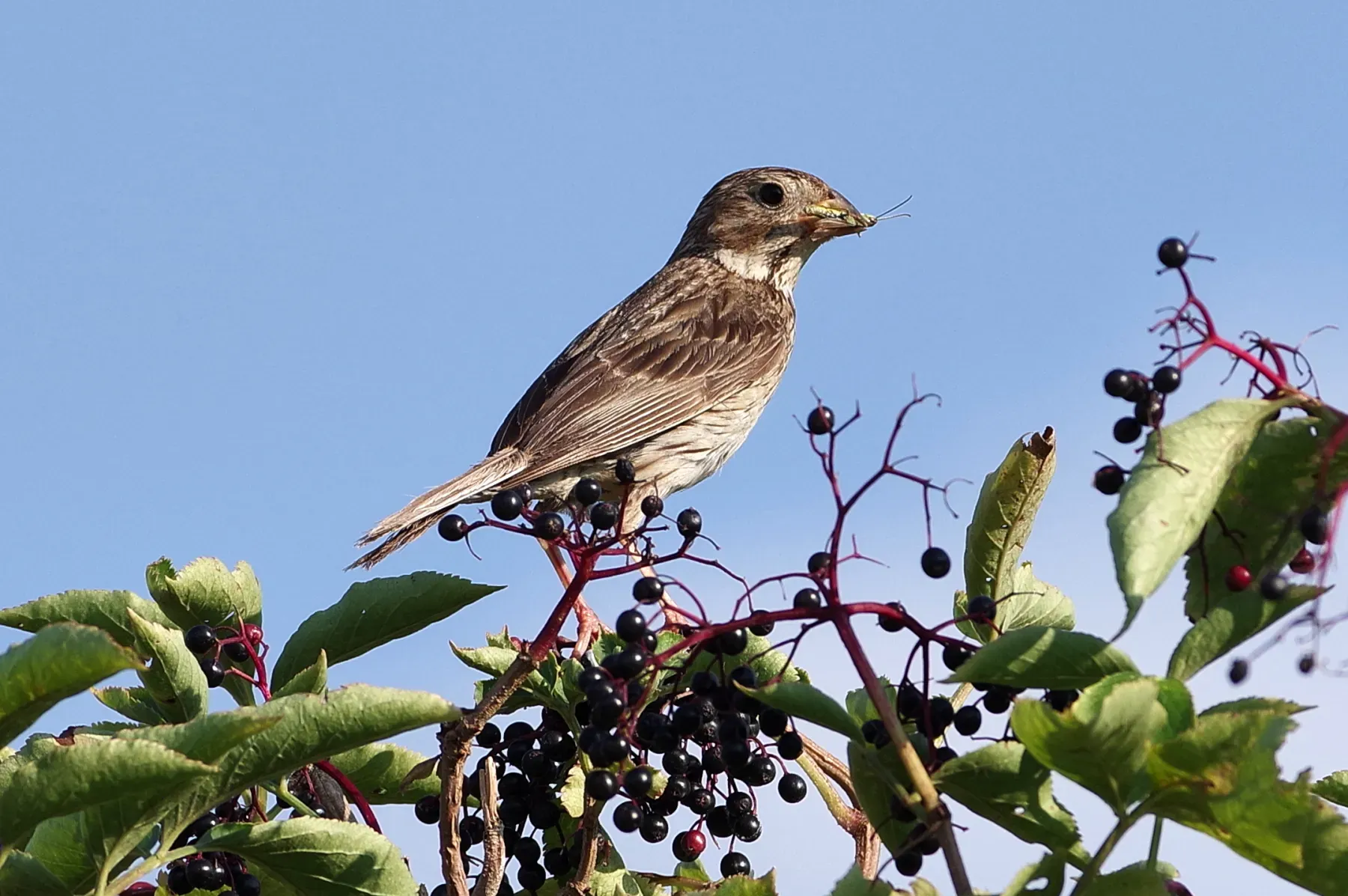 File:Corn bunting (Emberiza calandra).jpg