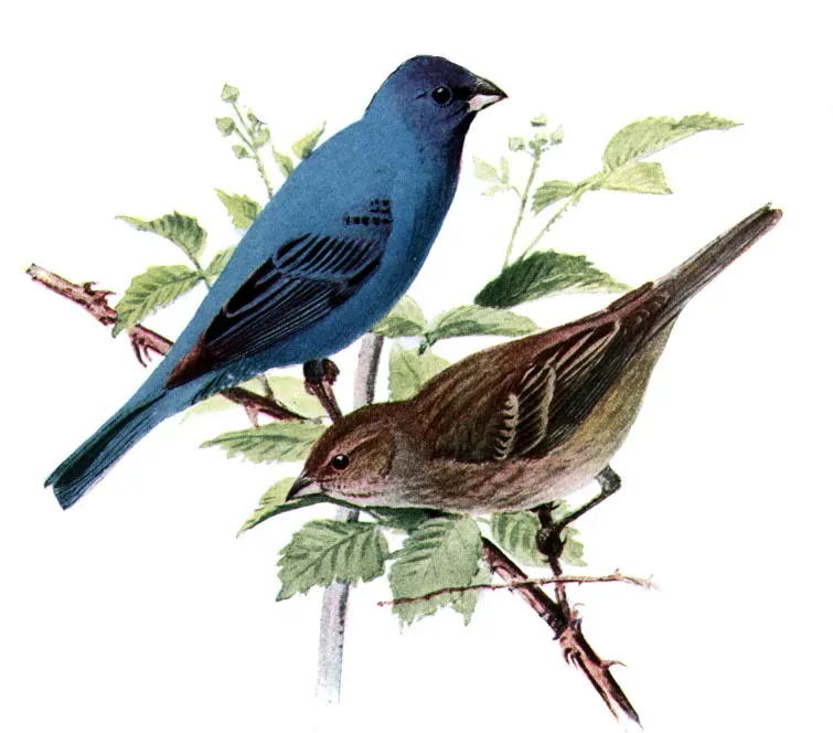 File:Passerina cyaneaAAP086CA.jpg