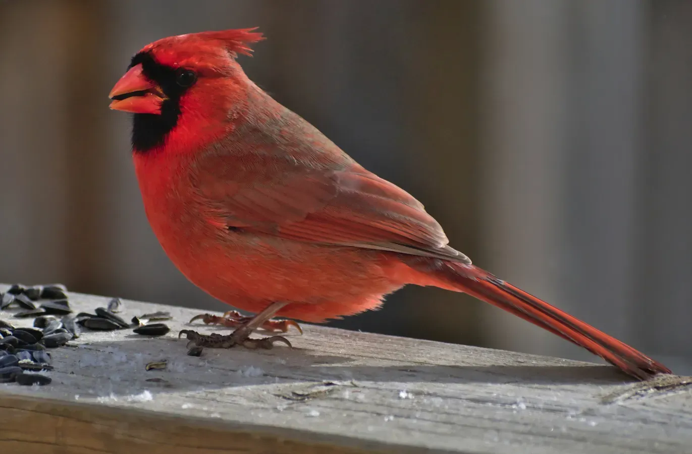 File:Cardinalis cardinalis.jpg