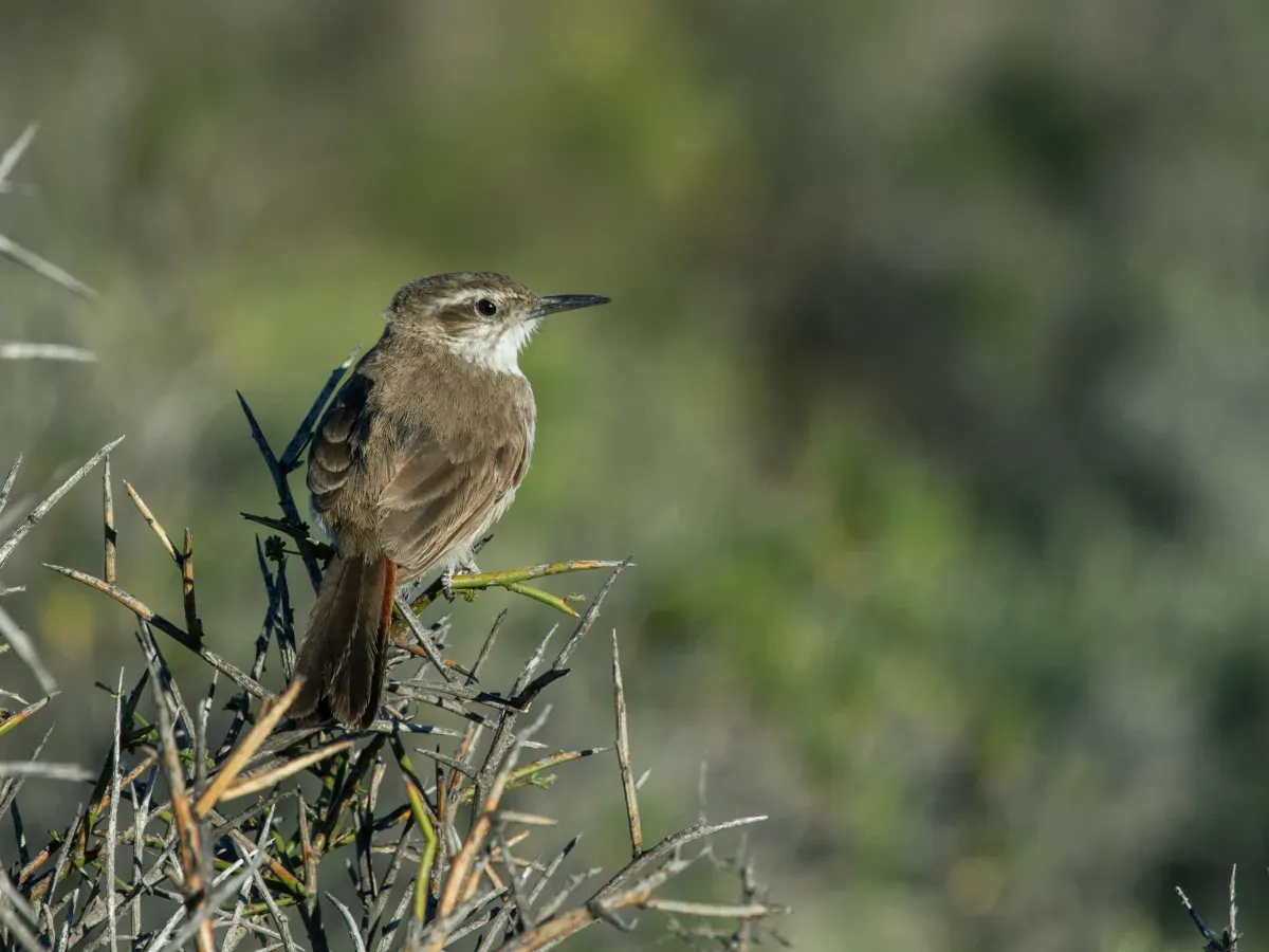 File:Ochetorhynchus phoenicurus - Band-tailed Earthcreeper.jpg