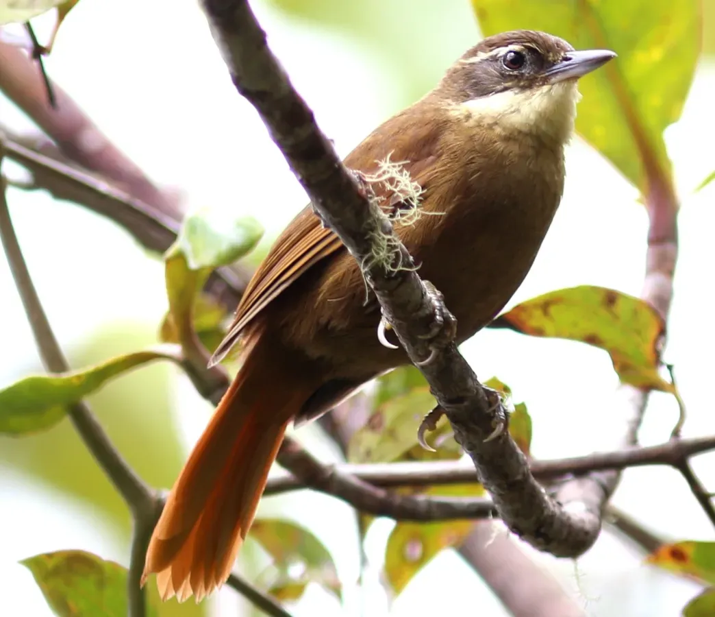 File:Syndactyla roraimae - Tepui Foliage-gleaner, Monte Roraima, Venezuela.jpg