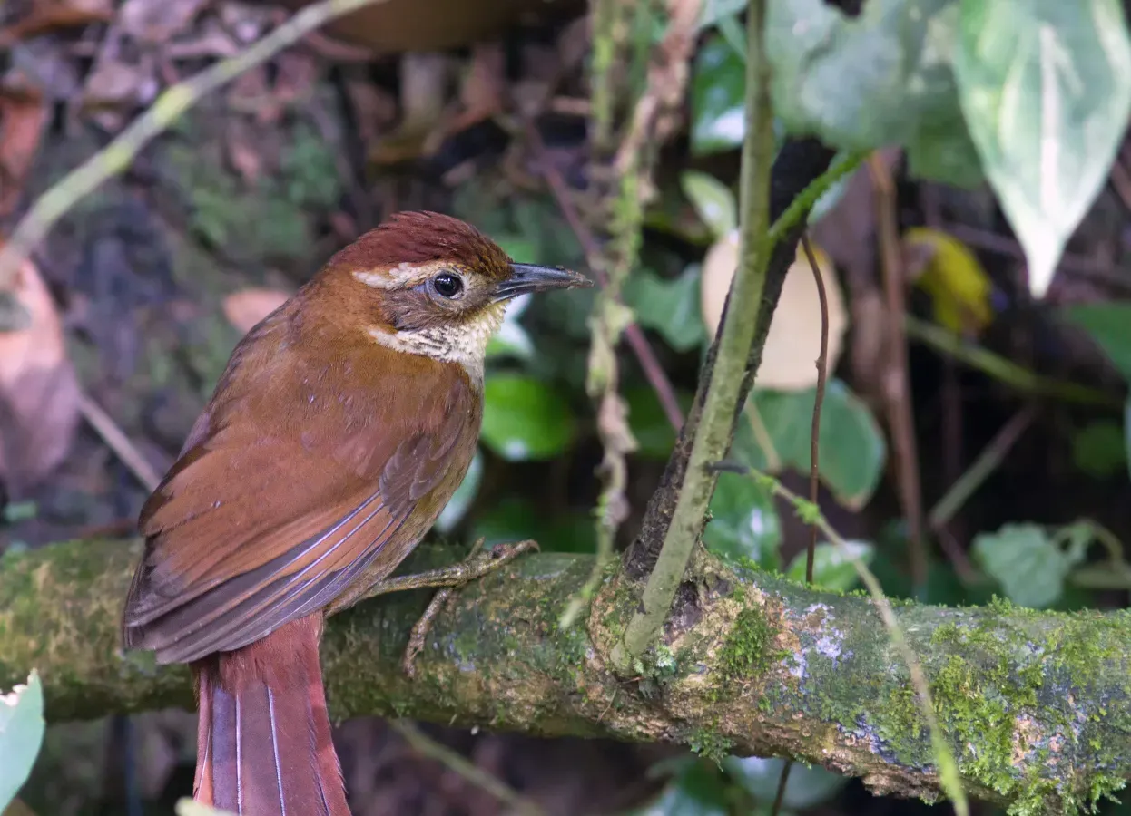 File:Clibanornis dendrocolaptoides - Canebrake Groundcreeper; Curitiba, Paraná, Brazil.jpg
