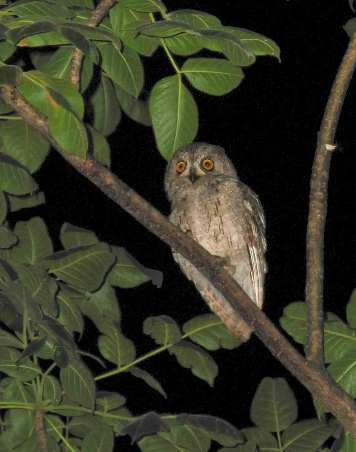 File:Otus socotranus.jpg