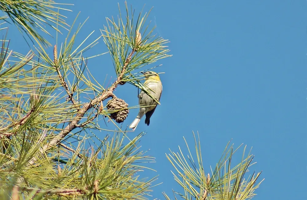 File:Ocotero Peucedramus taeniatus in Pinus leiophylla ssp chihuahuana, San Rafael, Chihuahua 1.jpg