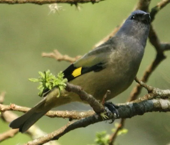 File:Thraupis abbas, Mexico-6.jpg