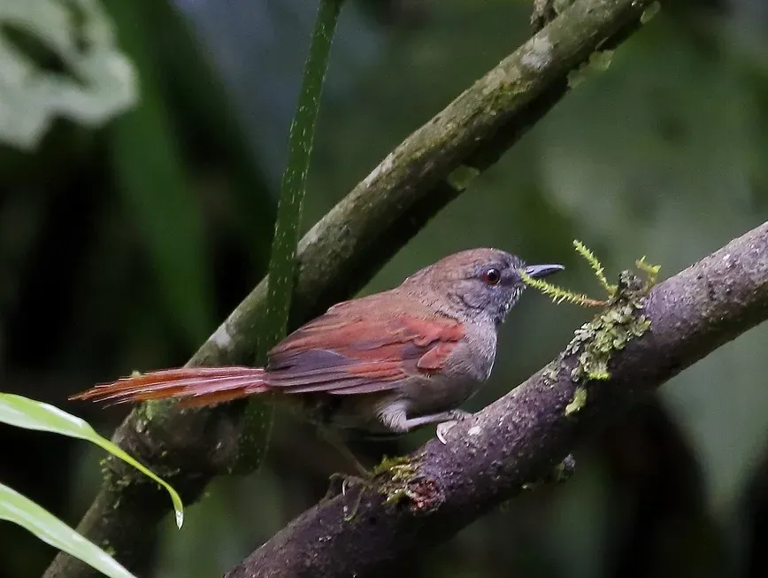 File:Synallaxis cinerascens - Grey-bellied Spinetail; Intervales State Park, São Paulo, Brazil.jpg