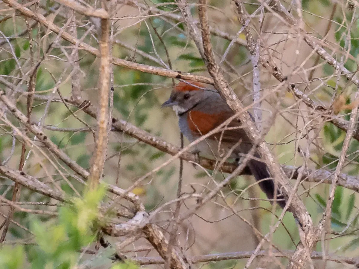 File:Synallaxis hypospodia - Cinereous-breasted Spinetail; Uberaba, Minas Gerais, Brazil.jpg