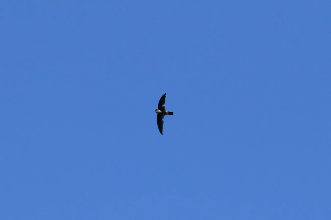File:Aerodramus pelewensis imported from iNaturalist photo 39850526 on 14 January 2020.jpg