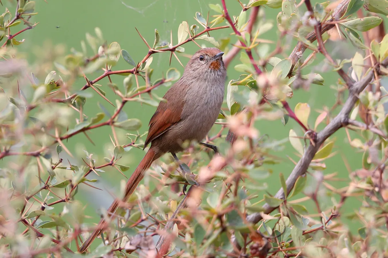 File:Asthenes ottonis - Rusty-fronted Canastero; Laguna Huacarpay, Cuzco, Peru.jpg