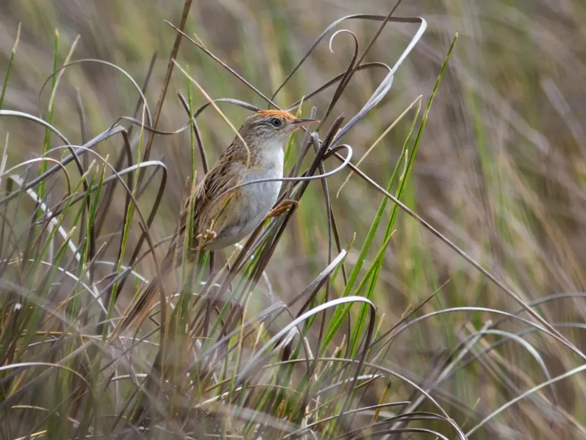 File:Spartonoica maluroides - Bay-capped Wren-Spinetail; Tavares, Rio Grande do Sul, Brazil.jpg