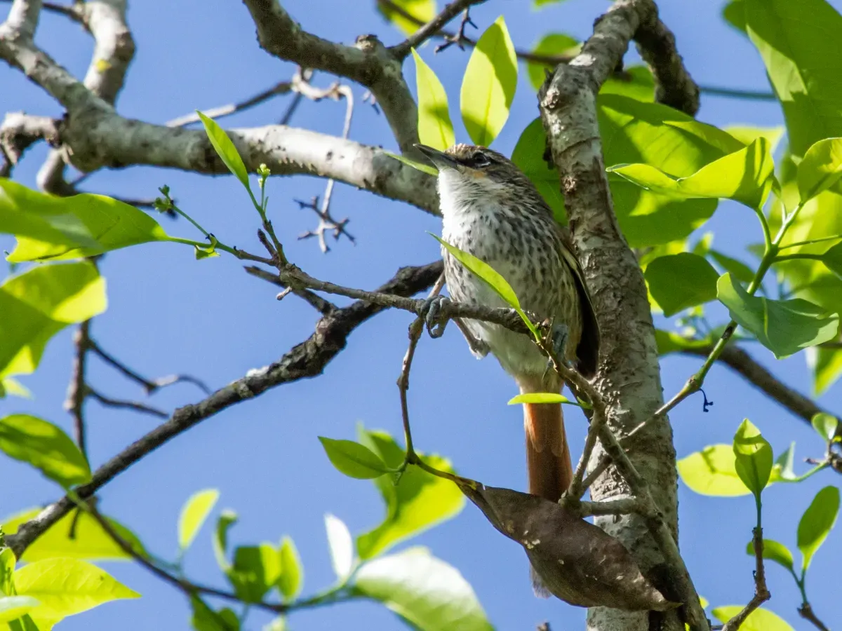 File:Synallaxis stictothorax chinchipensis - Necklaced (Chinchipe) Spinetail.jpg
