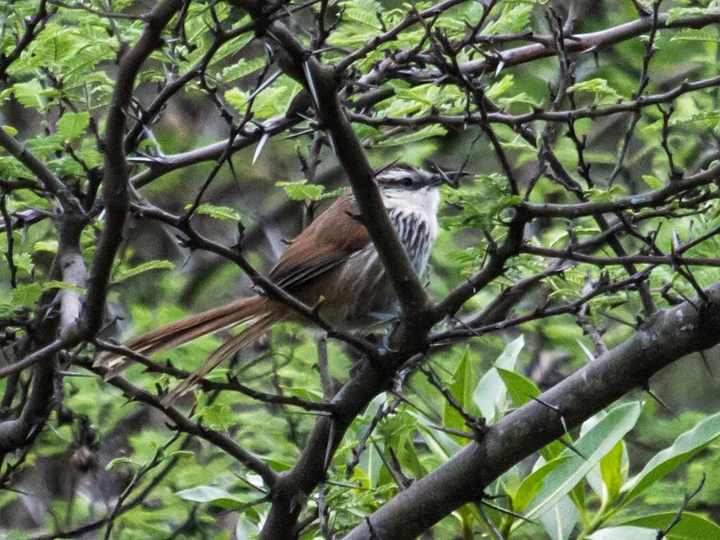 File:Synallaxis hypochondriaca - Great Spinetail.jpg