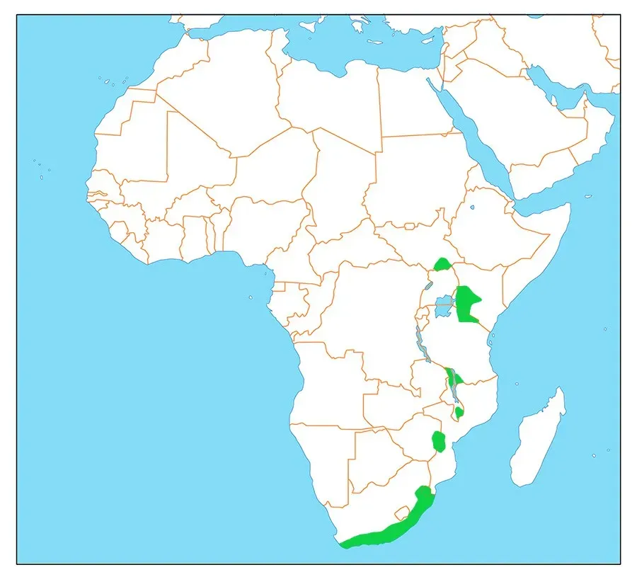 File:Sarothrura affinis dist.jpg