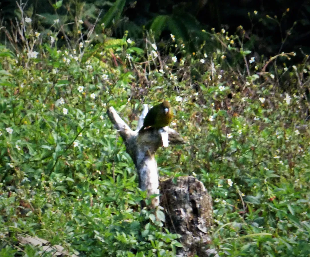 File:Modest Tiger Parrot. Psittacella modesta (48885370433).jpg