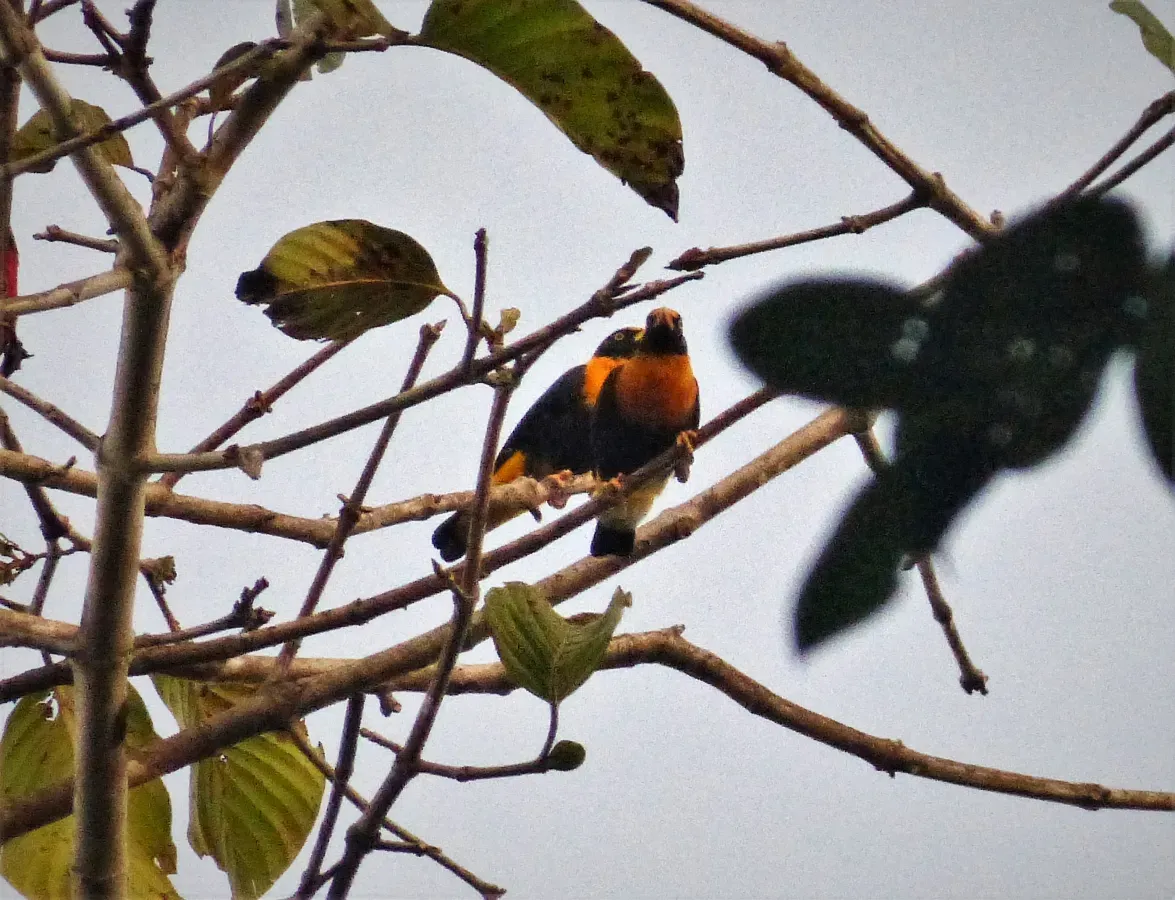 File:Golden Mynahs (Mino anais) (48815238787).jpg
