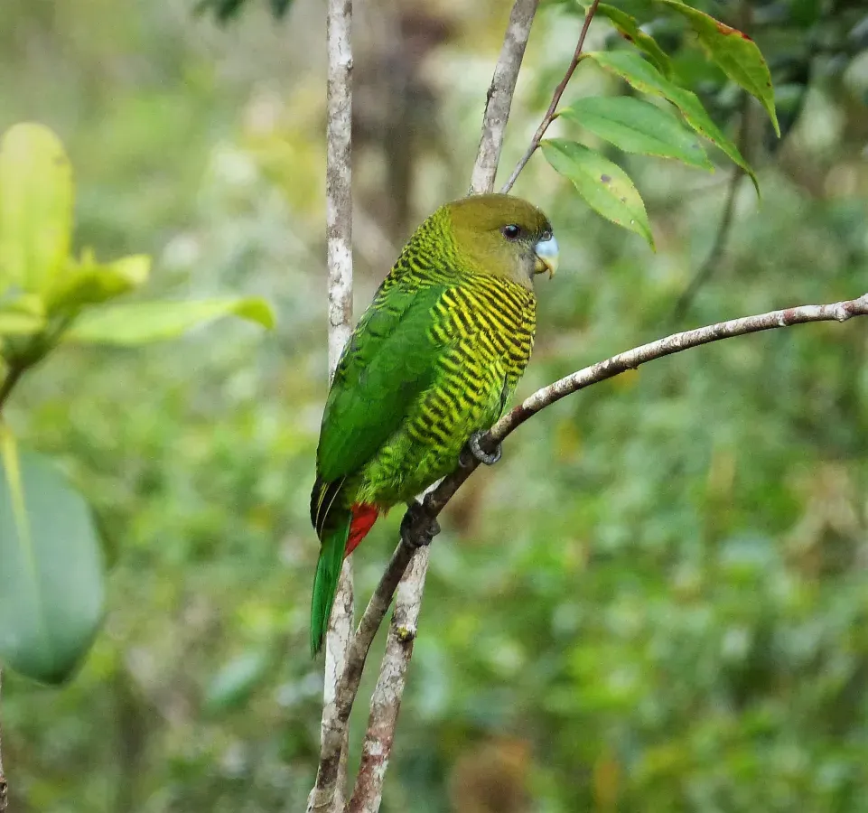 File:Brehm's Tiger Parrot, female Psittacella brehmii (48807404728).jpg
