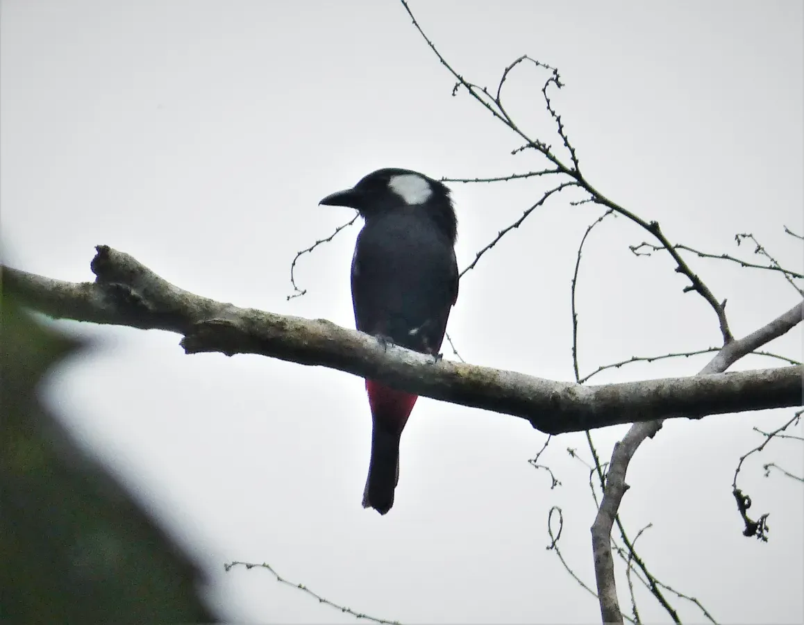 File:Lowland Peltops. Peltops blainvillii (48749586178).jpg