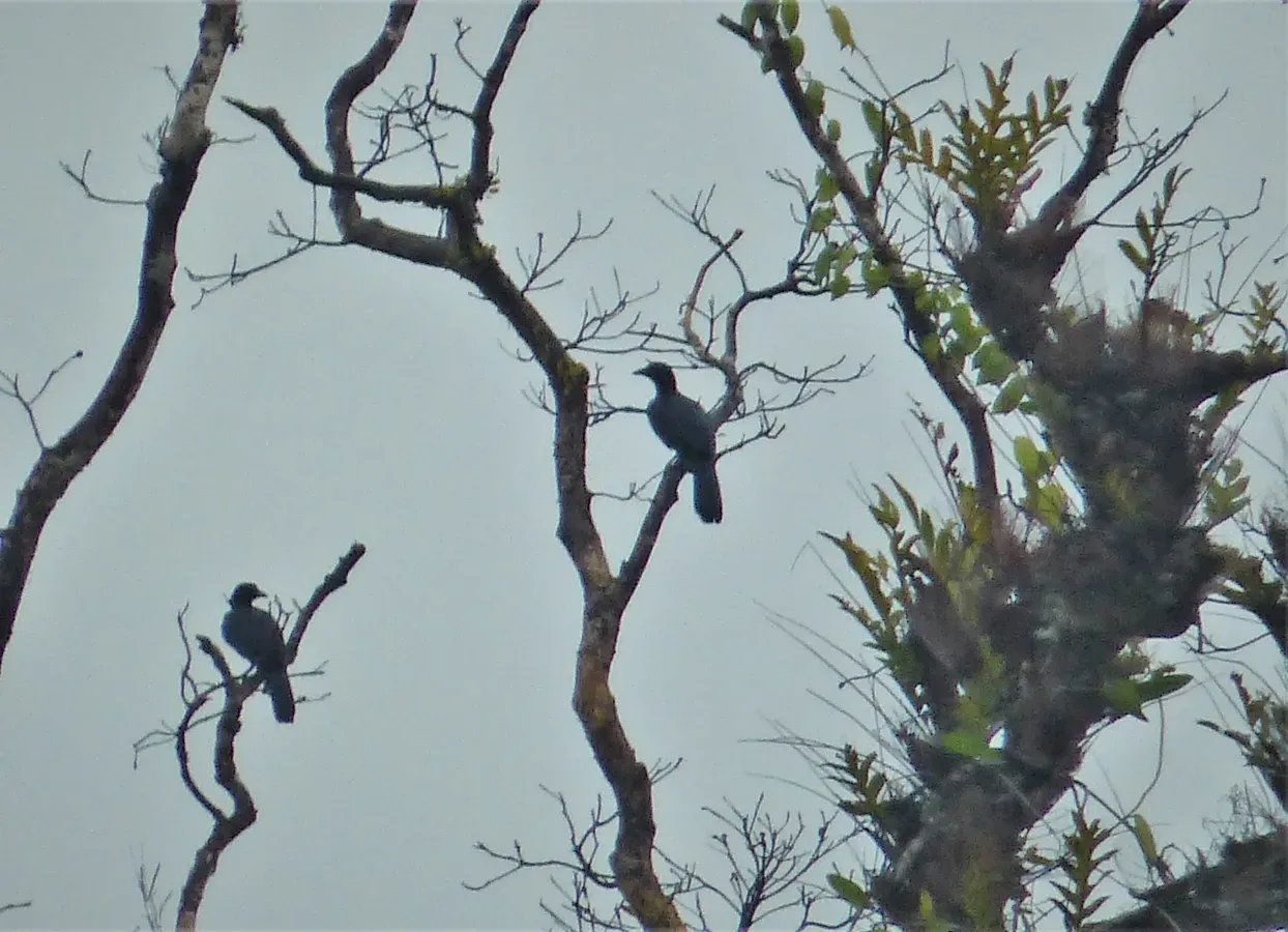 File:Glossy-mantled Manucode, Manucodia ater (48743420898).jpg