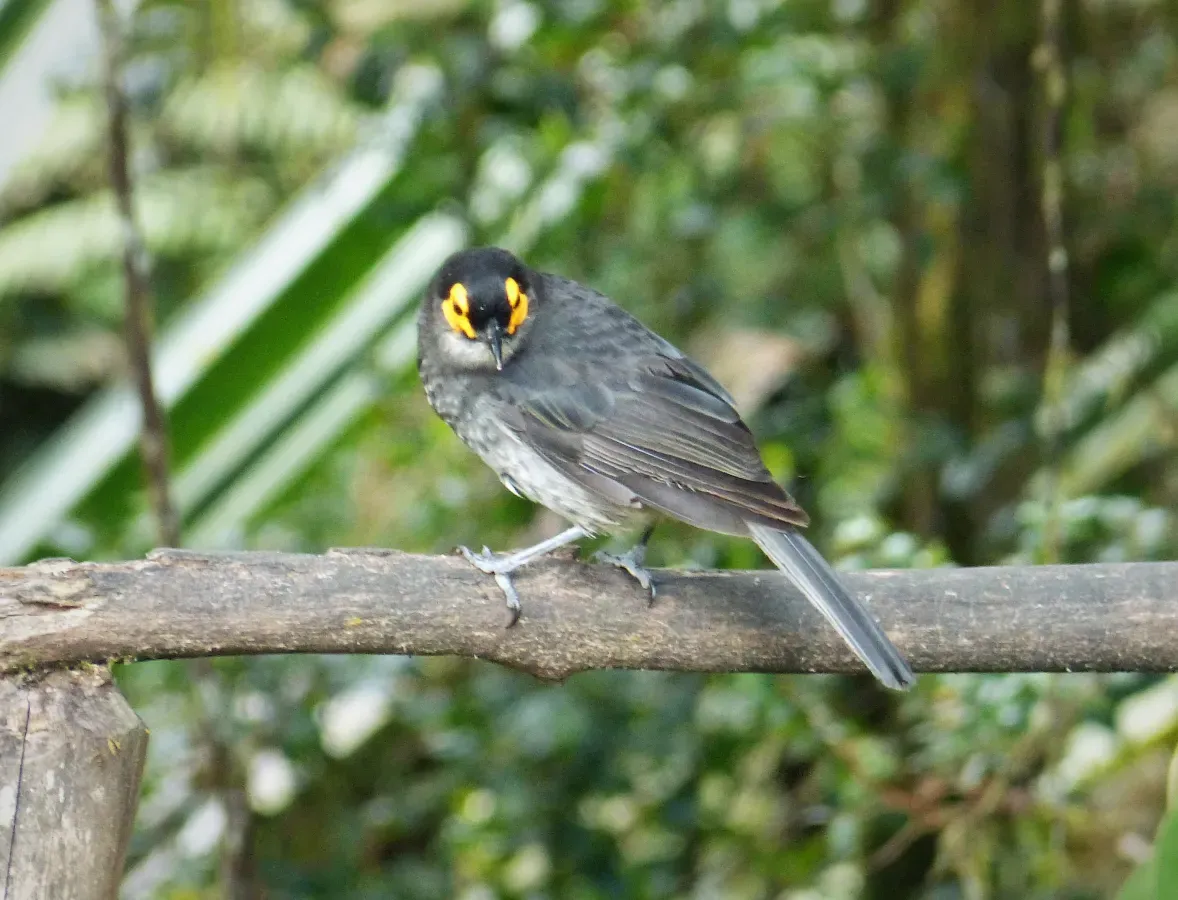 File:Common Smoky Honeyeater, Melipotes fumigatus (48677380898).jpg