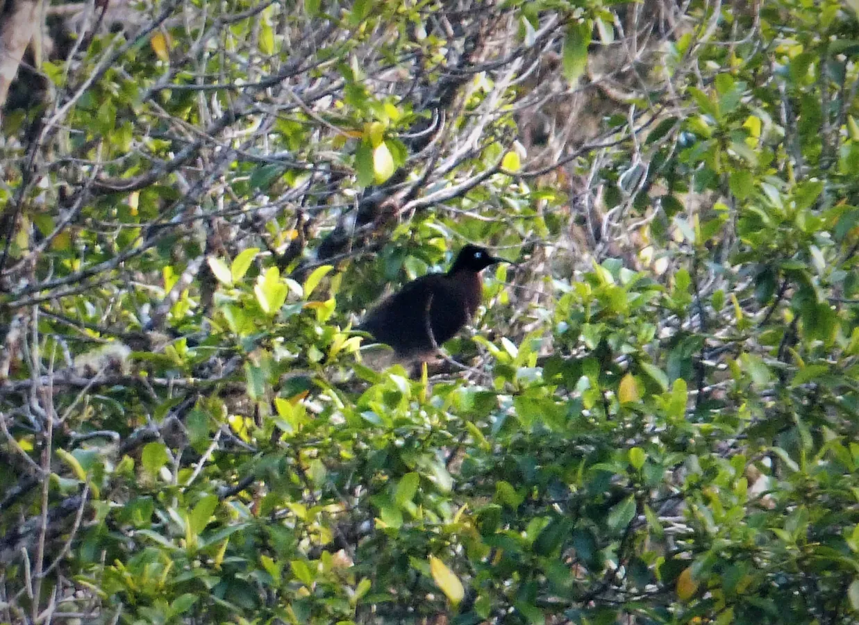 File:Black Sicklebill male. Epimachus fastosus (48670906928).jpg