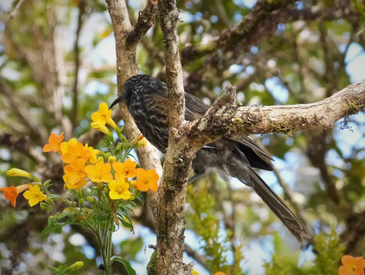 File:Grey-streaked Honeyeater. Ptiloprora perstriata (48665436433).jpg