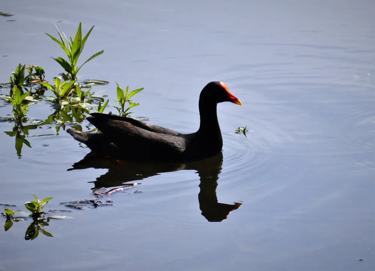 File:Dusky Moorhen. Gallinula tenebrosa (48641331756).jpg