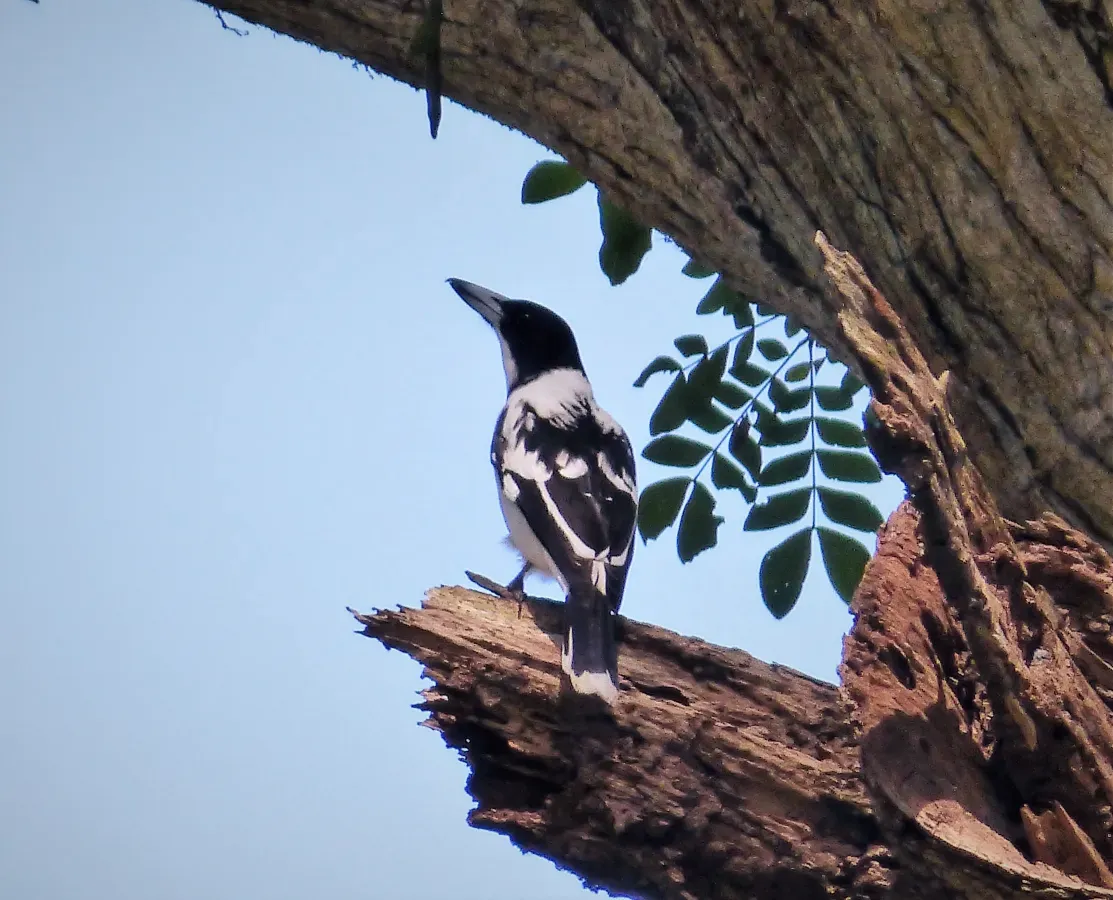 File:Black-backed Butcherbird. Cracticus mentalis (48641107356).jpg