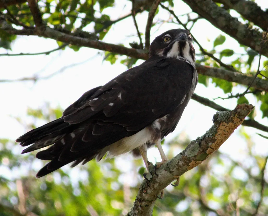 File:MacheiramphusAlcinus.jpg