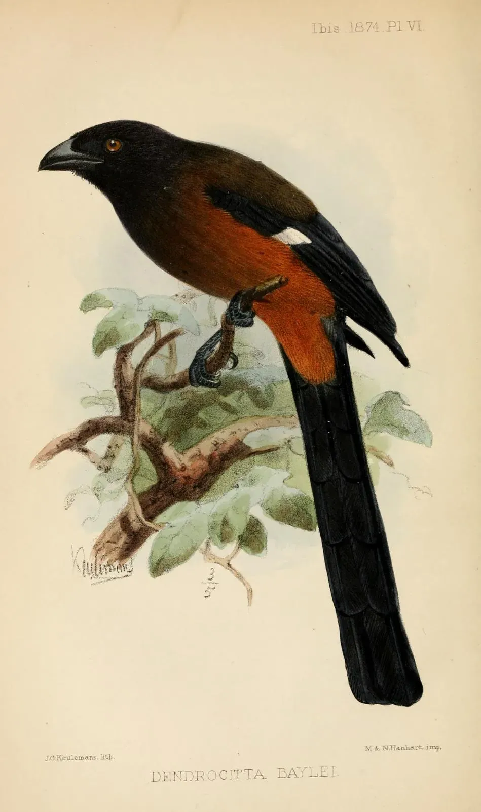 File:DendrocittaBayleiIbis.jpg