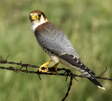 File:Falco chicquera.jpg