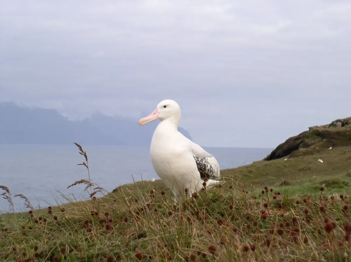 File:Diomedea exulans, île de la Possession (Crozet).jpg