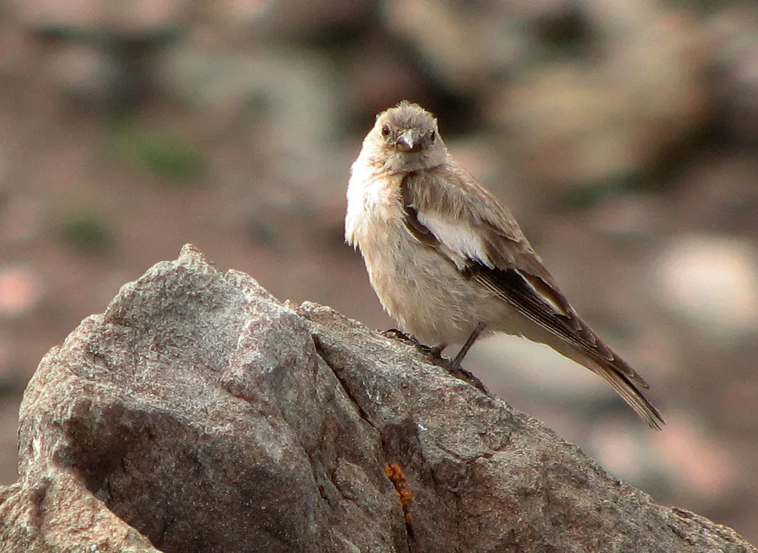 File:Montifringilla adamsi Ladakh.jpg