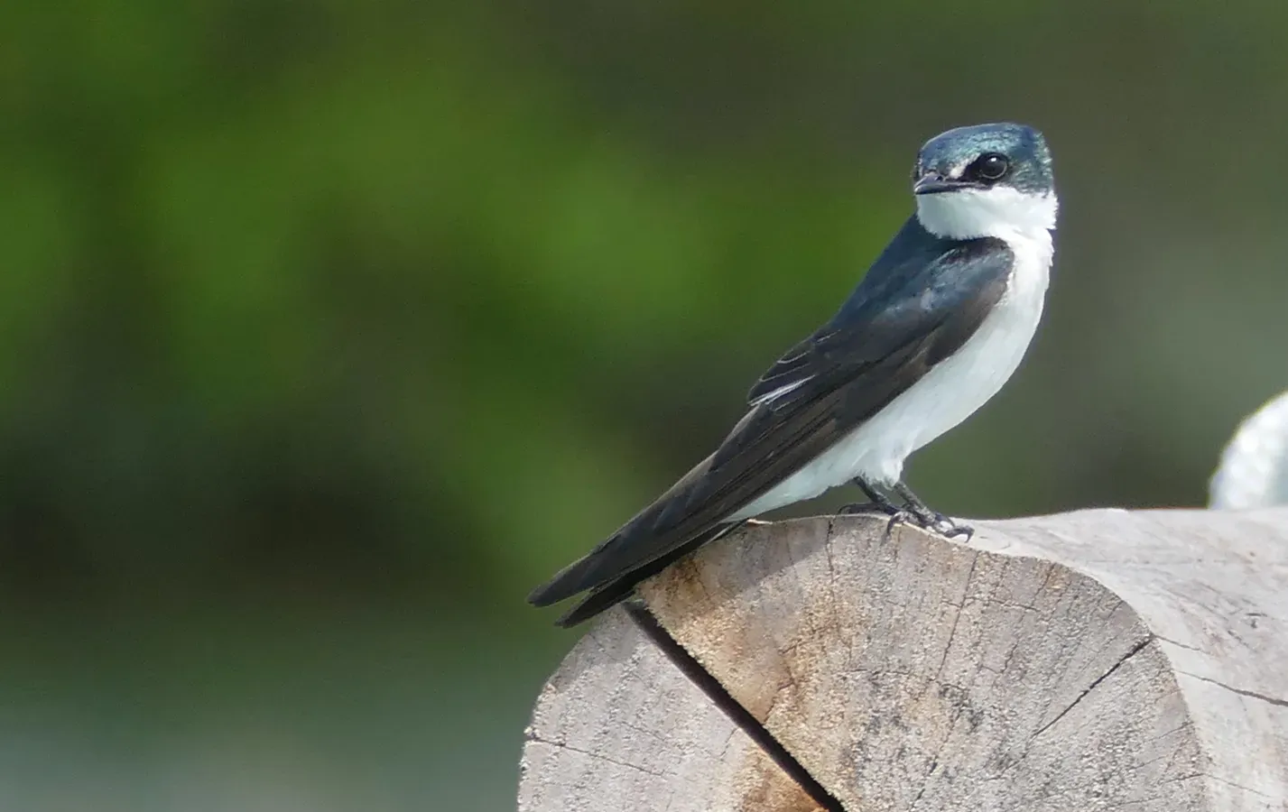 File:Mangrove Swallow (Tachycineta albilinea) - Bacalar QR 01.jpg