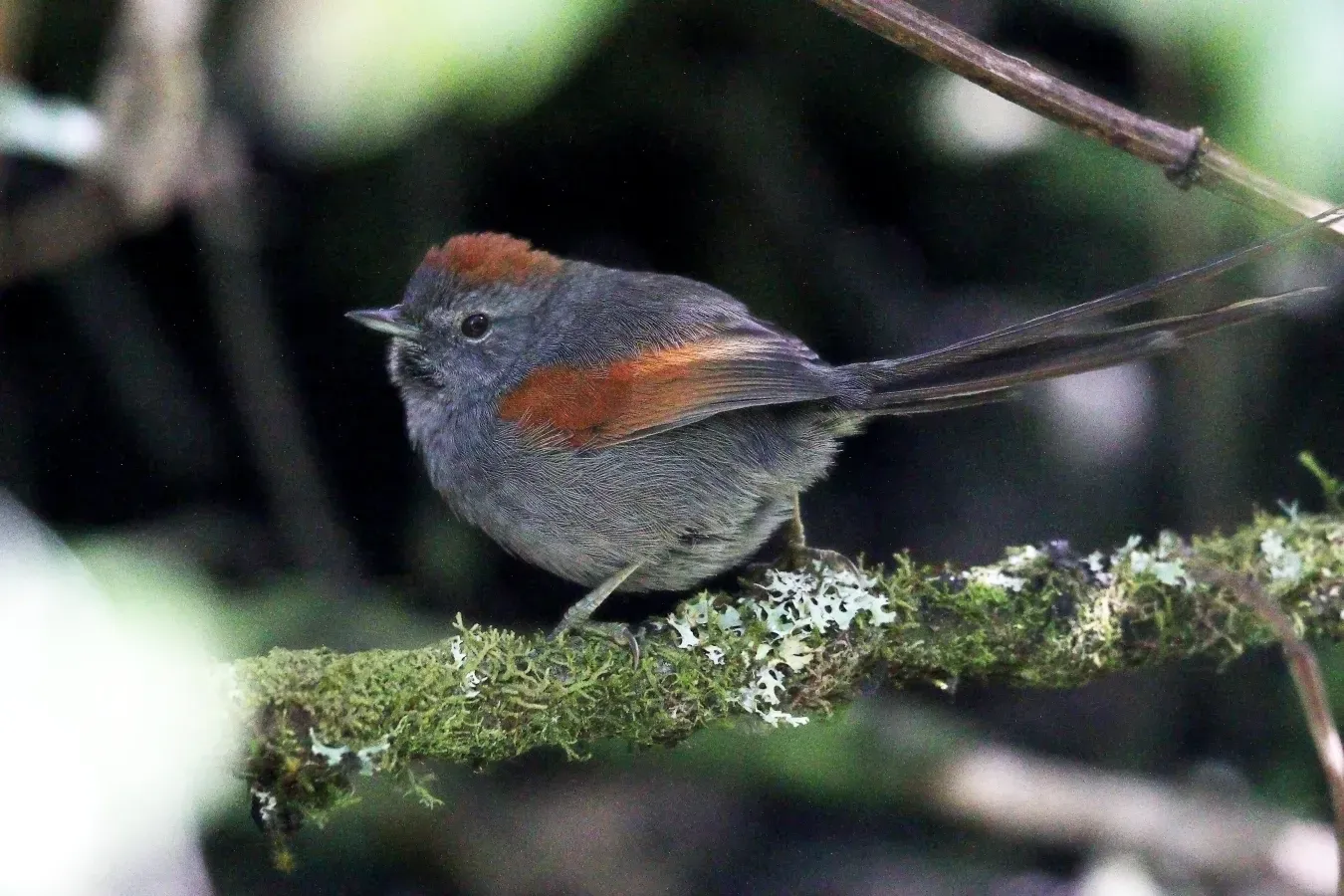 File:Synallaxis courseni - Apurímac Spinetail; Abancay, Apurímac, Perú.jpg