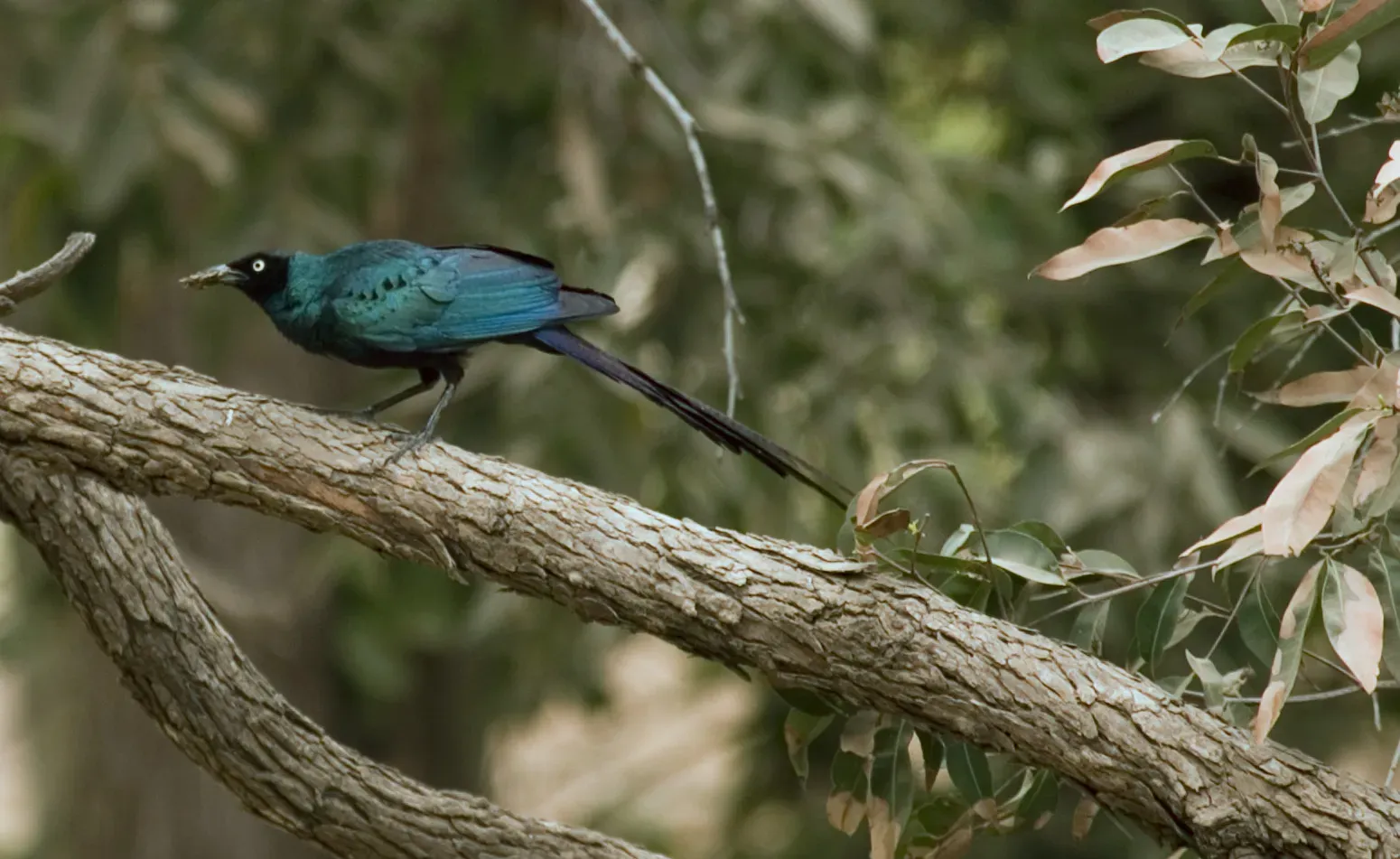 File:Flickr - tj.haslam - Long-tailed Glossy Starling (Lamprotornis caudatus).jpg