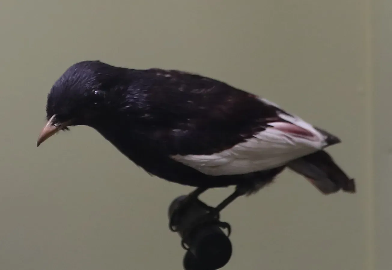 File:Taxidermied Xipholena atropurpurea tring.JPG