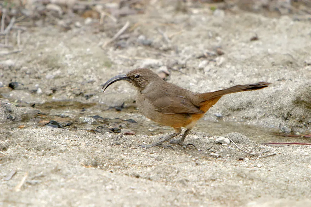 File:California Thrasher (Toxostoma redivivum).jpg