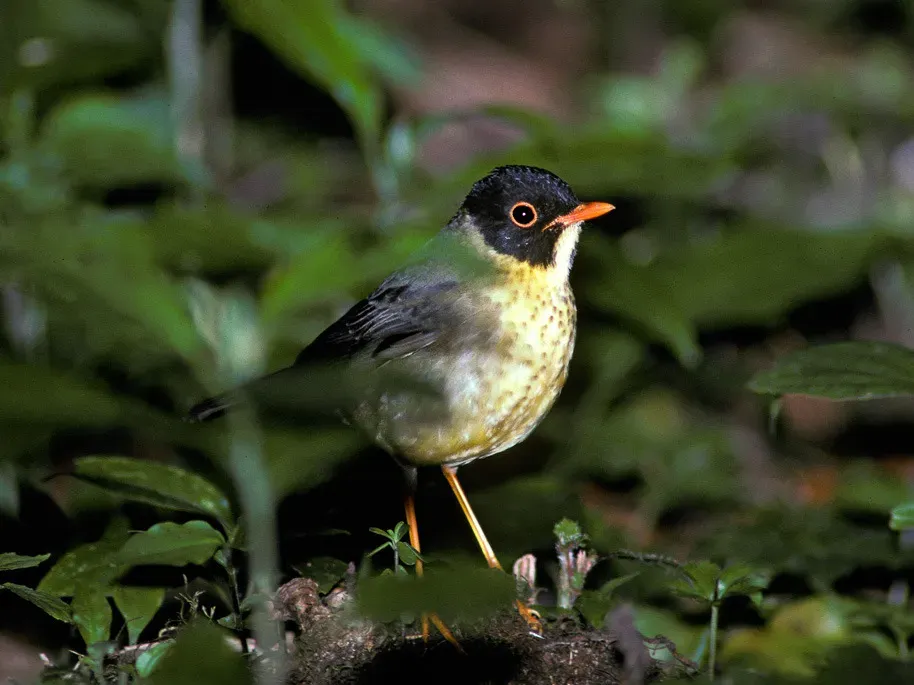 File:Catharus dryas 2.jpg
